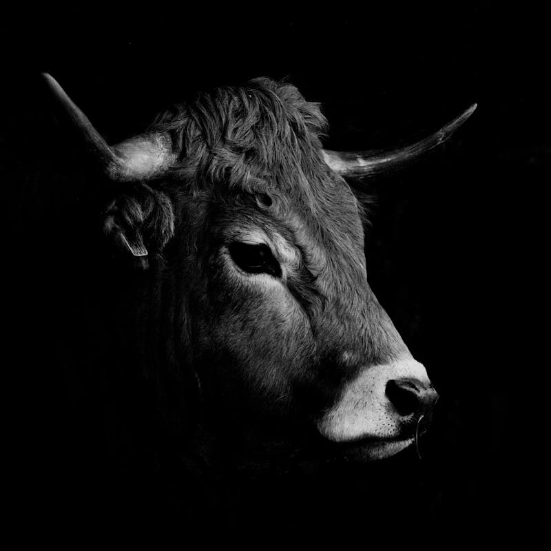 Cow — the real animal